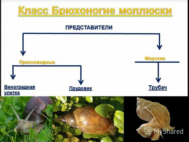 Биология брюхоногих моллюсков