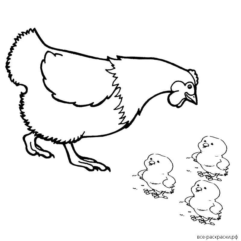 Раскраска 3 цыпленка. Курица раскраска. Раскраска курица с цыплятами. Курочка с цыплятами раскраска. Курица с цыплятами раскраска для детей.