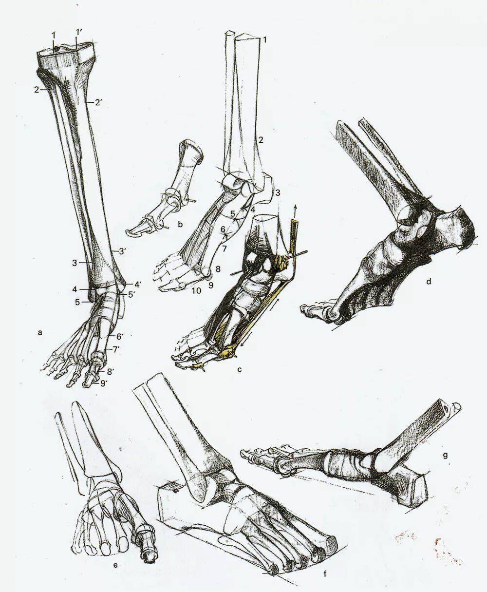 Строение конечностей рисунок. Стопа анатомия Баммес. Кости стопы Баммес. Скелет стопы Баммес. Баммес анатомия ноги кости.