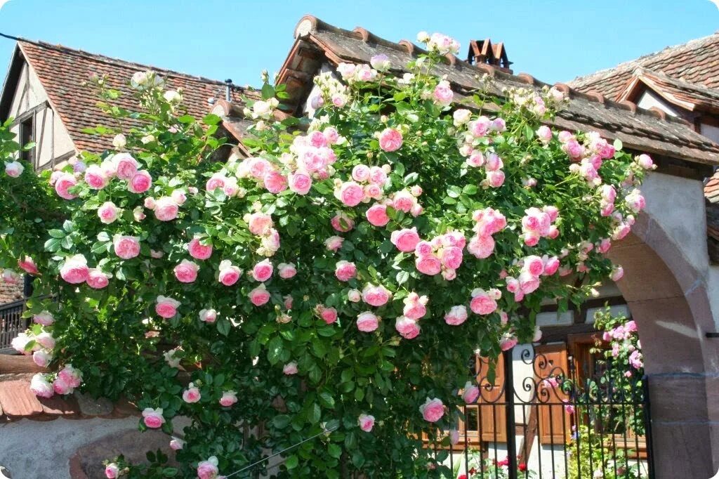 Бабушка вырастила прекрасные плетистые розы найди