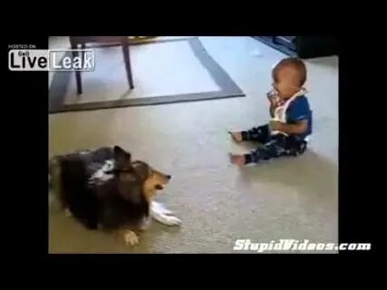 Собаки против детей