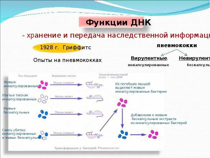 Функции ДНК схема. Три основных функции ДНК. Функции и роль ДНК. Структура и функции ДНК кратко. Свойство генетической информации