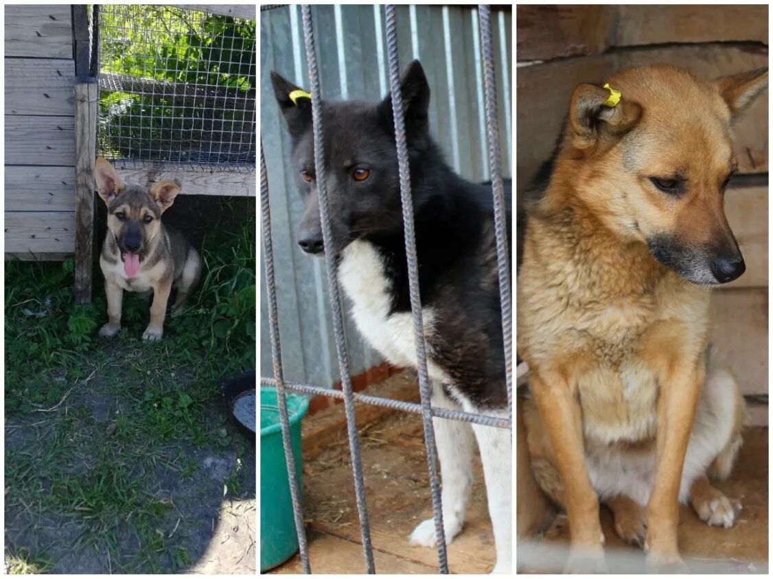 Приют для животных кошки. Приюты для животных в тюмени кошки. Приют мурка и васька им. Кедровая 133 тюмень приют. Кошачий приют в зеленограде.