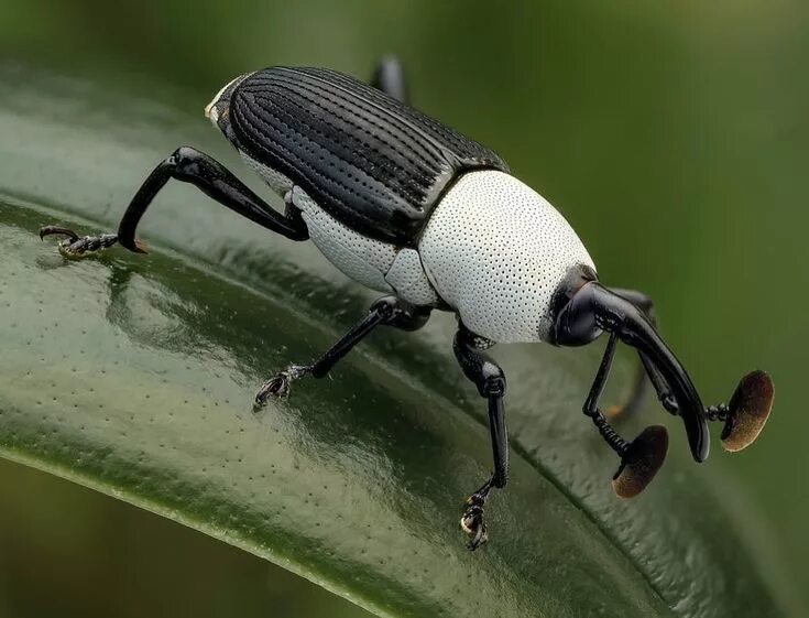 Stacks of Beetles and a Wasp - www.photomacrography.net