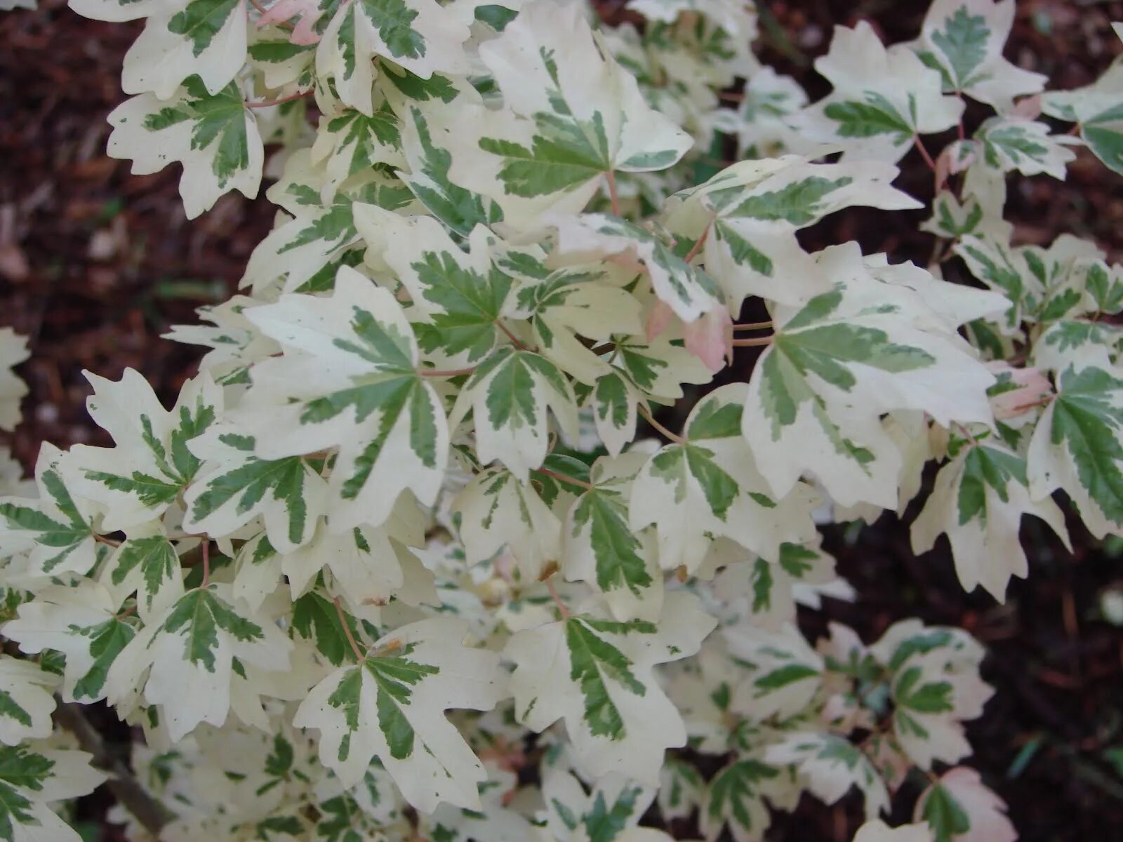 Дерен белоокаймленный элегантиссима. Клен остролистный вариегата. Педилантус мучнистая роса. Дерево зелено белые листья. Фикус бенджамина пестрый.