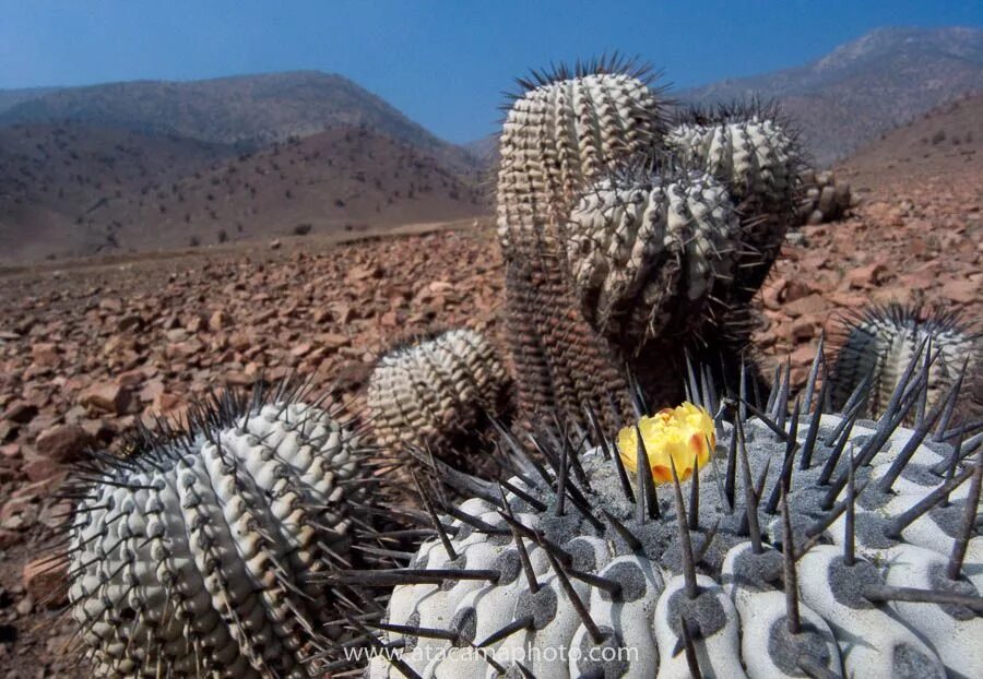 Кактус в какой природной зоне. Copiapoa cinerea. Кактусы в Атакаме. Пустыня Атакама кактусы. Низкорослые кактусы пустыни Южной Америки.