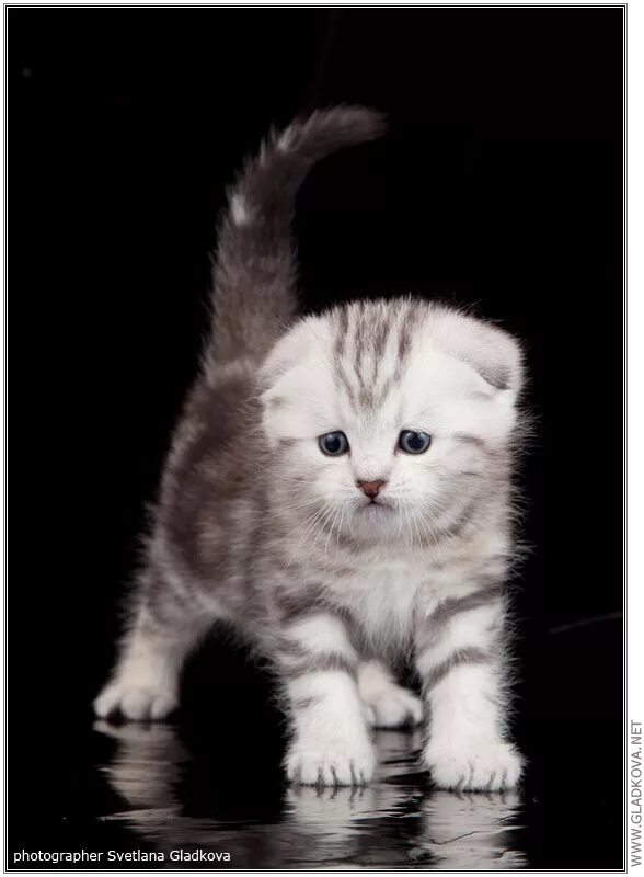Чем кормить вислоухих кошек. Шотландские скоттиш-фолд котята 1.5 месяца. Шотландская вислоухая 1.5 месяца. Шотландец вислоухий 1,5 месяца. Мраморные котята британцы вислоухие.