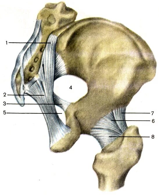 Крестцово Бугорная связка и крестцово остистая связка. Крестцово подвздошный сустав связки анатомия. Крестцово Бугорная связка анатомия. Крестцово-остистая связка анатомия.