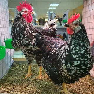 Куры курская область