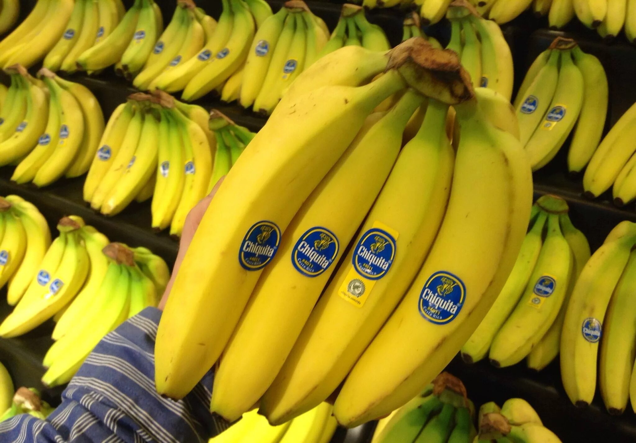 Где можно купит банан. Кавендиш банан. Сорта бананов. Поставка бананов. Северные сорта бананов.