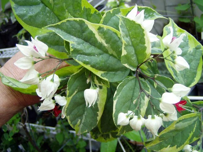 Клеродендрум томпсона вариегатный. Клеродендрум томпсон а вариегатныц. Клеродендрум инерме. Клеродендрум инерме. Инерме цветок клеродендрум.