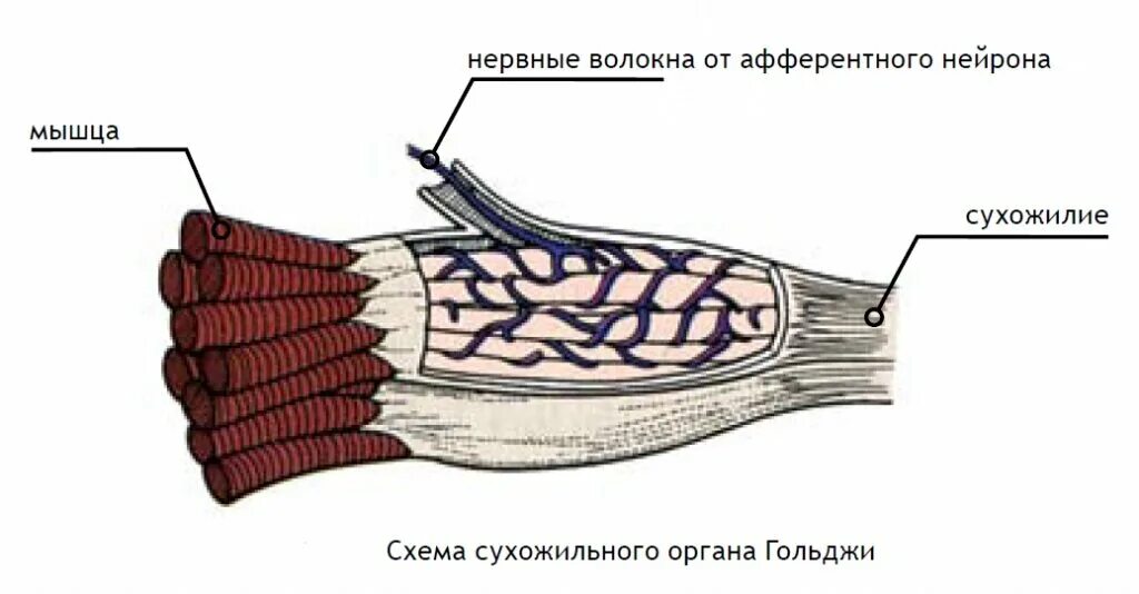 Соединительная мышца. Нервно-сухожильные веретена. Сухожильный орган Гольджи строение. Нервносухожильные вертёна. Сухожильный орган Гольджи (нервно-сухожильное Веретено).