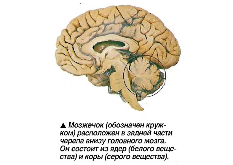 Особенности мозжечка головного мозга