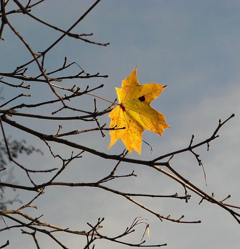 И полетели ветки. Последний лист осени. Последний осенний лист. Осенние листья деревьев. Лист на ветру.