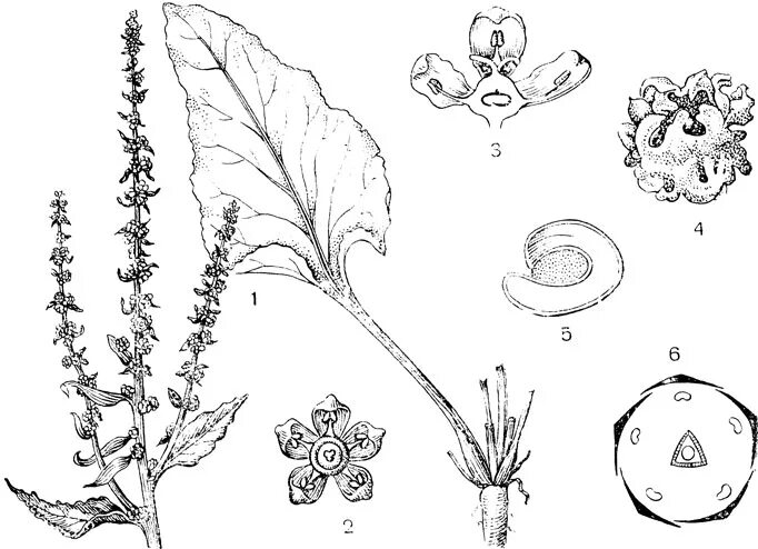 Диаграмма цветка хвойных растений