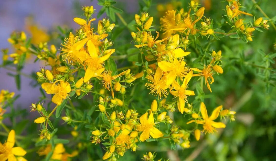 Зверобой продырявленный (Hypericum perforatum). Зверобой обыкновенный Hypericum perforatum. Зверобой горный(Hypericum montanum l.). Зверобой Олимпийский Hypericum olympicum. Поставь зверобой