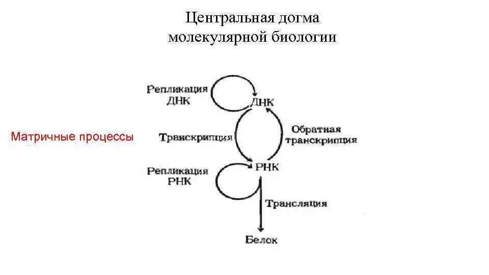 Центральная догма биологии. Догма молекулярной. Крик. Схема передачи генетической информации центральная догма. Центральная молекулярная догма.
