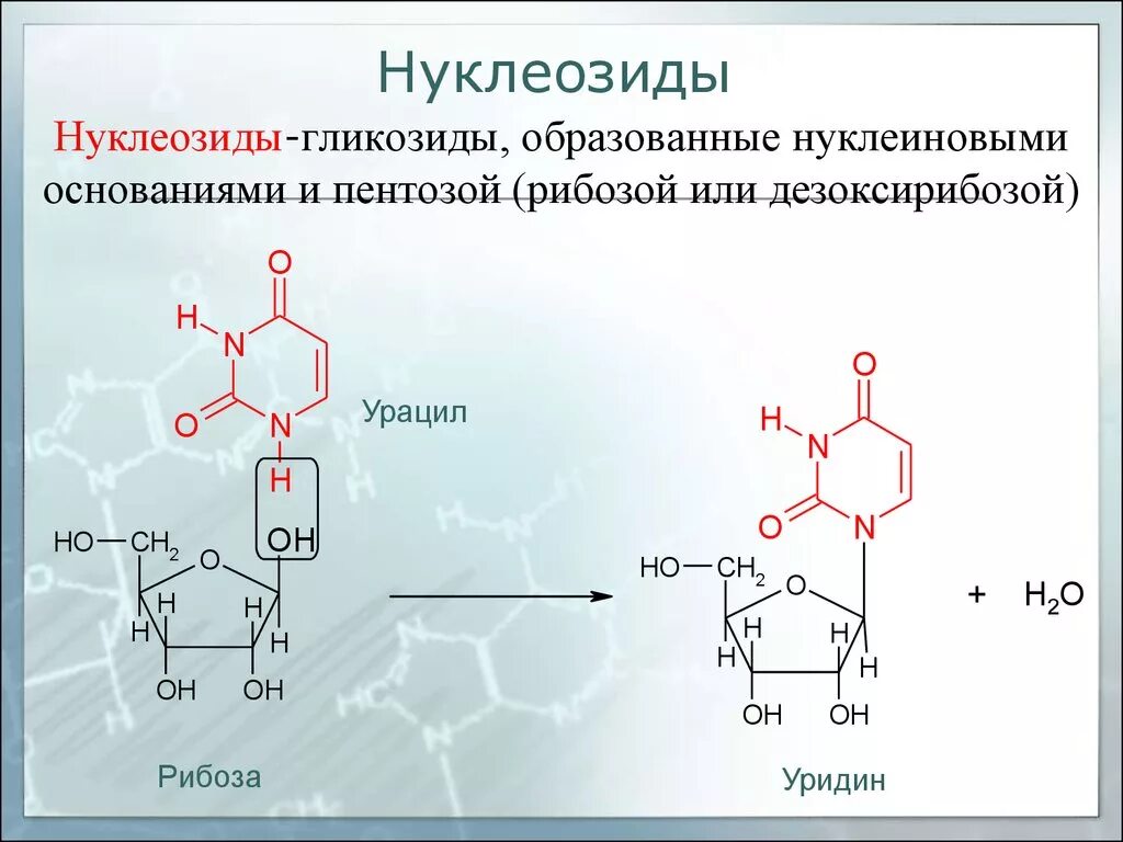 Какие из нуклеотидов входят в состав днк. Строение нуклеозидов и нуклеозидов. Нуклеозиды ДНК формулы. Строение нуклеозидов и нуклеотидов. Нуклеотиды нуклеозиды нуклеиновые кислоты.