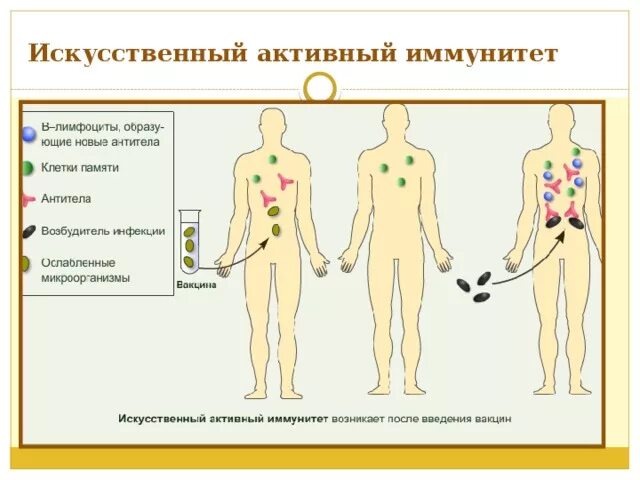 Активный иммунитет формируется в. Искусственный иммунитет. Искусственный пассивный иммунитет вырабатывается после введения. Активный иммунитет иску. Активный искусственный иммунитет возникает.