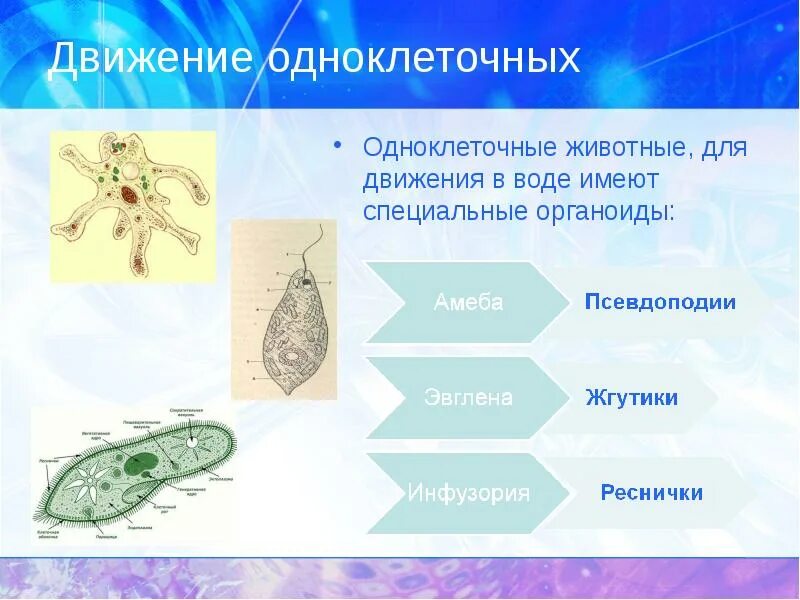 Органоиды движения одноклеточных. Движение одноклеточных животных. Передвижение одноклеточных. Передвижение одноклеточных животных. Передвижение многоклеточных