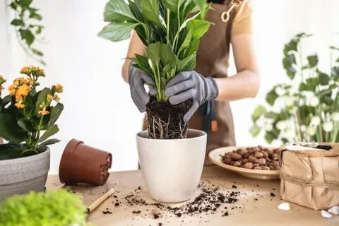 Plant Replacement Service Dubai