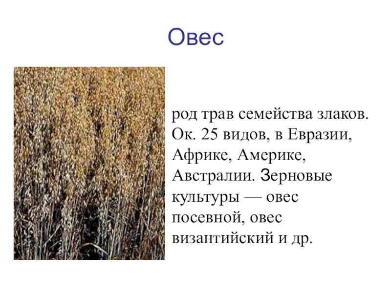 Роды овес