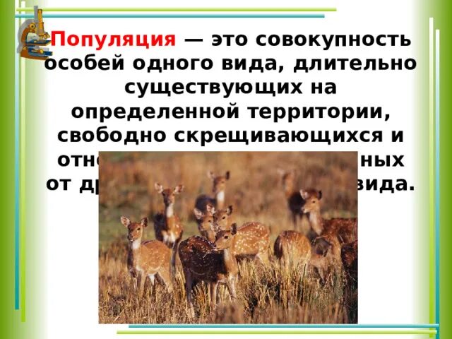 Найдите ошибки популяция представляет собой совокупность. Популяция это совокупность особей. Популяция это совокупность особей одного. Популяция это совокупность особей одного вида. Популяции совокупность свободно скрещивающихся особей одного вида:.