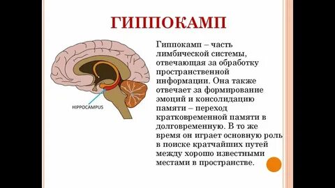 Как проверить гипоталамус