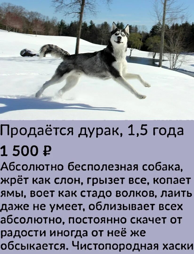 Как быстрее продать собаку