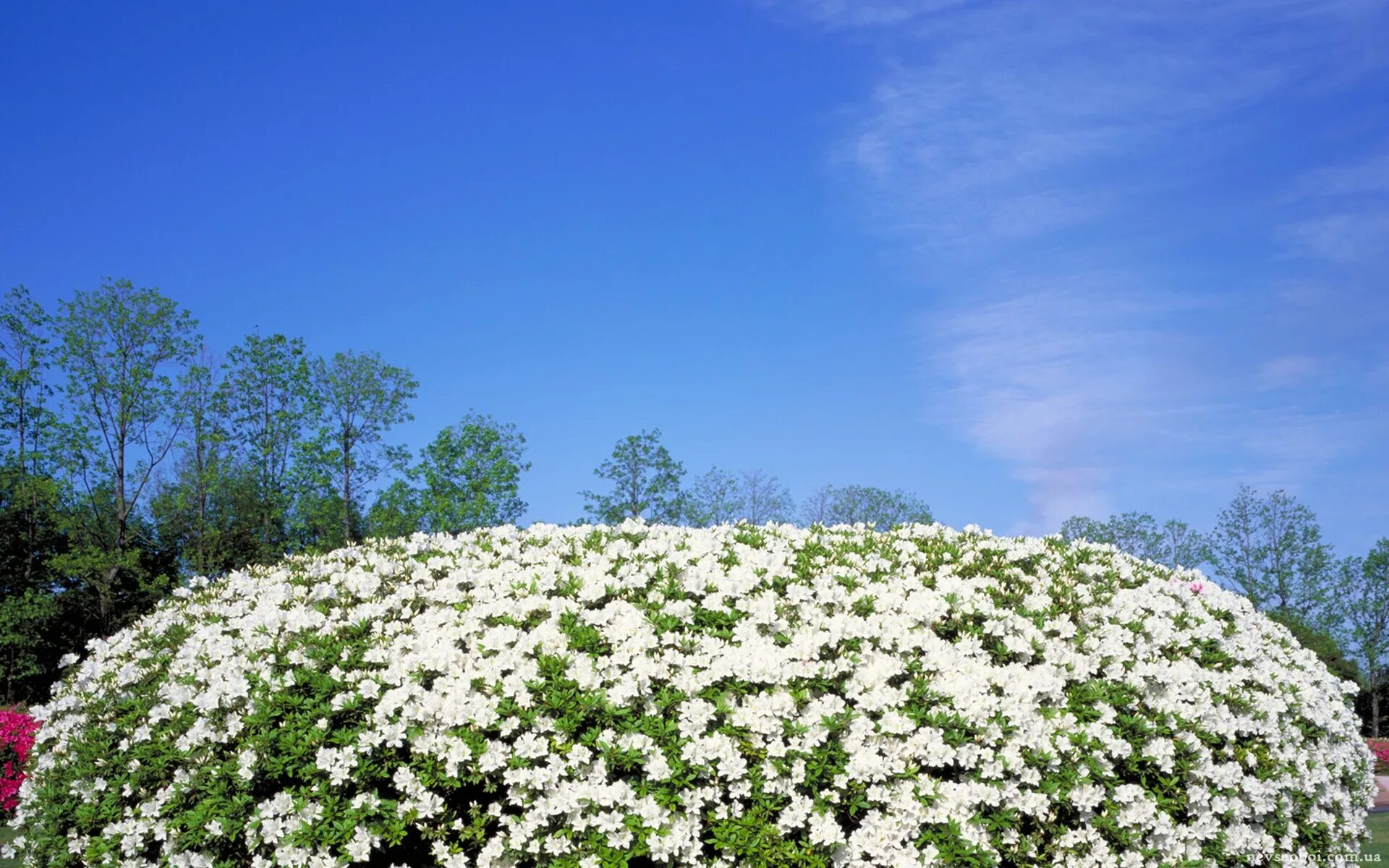 Белая цветет в мае. Белые цветы для клумбы. Белые цветы цветущие в мае. Белые цветочки в мае. Белые цветы куст.