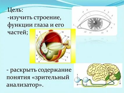 Редукция органов зрения
