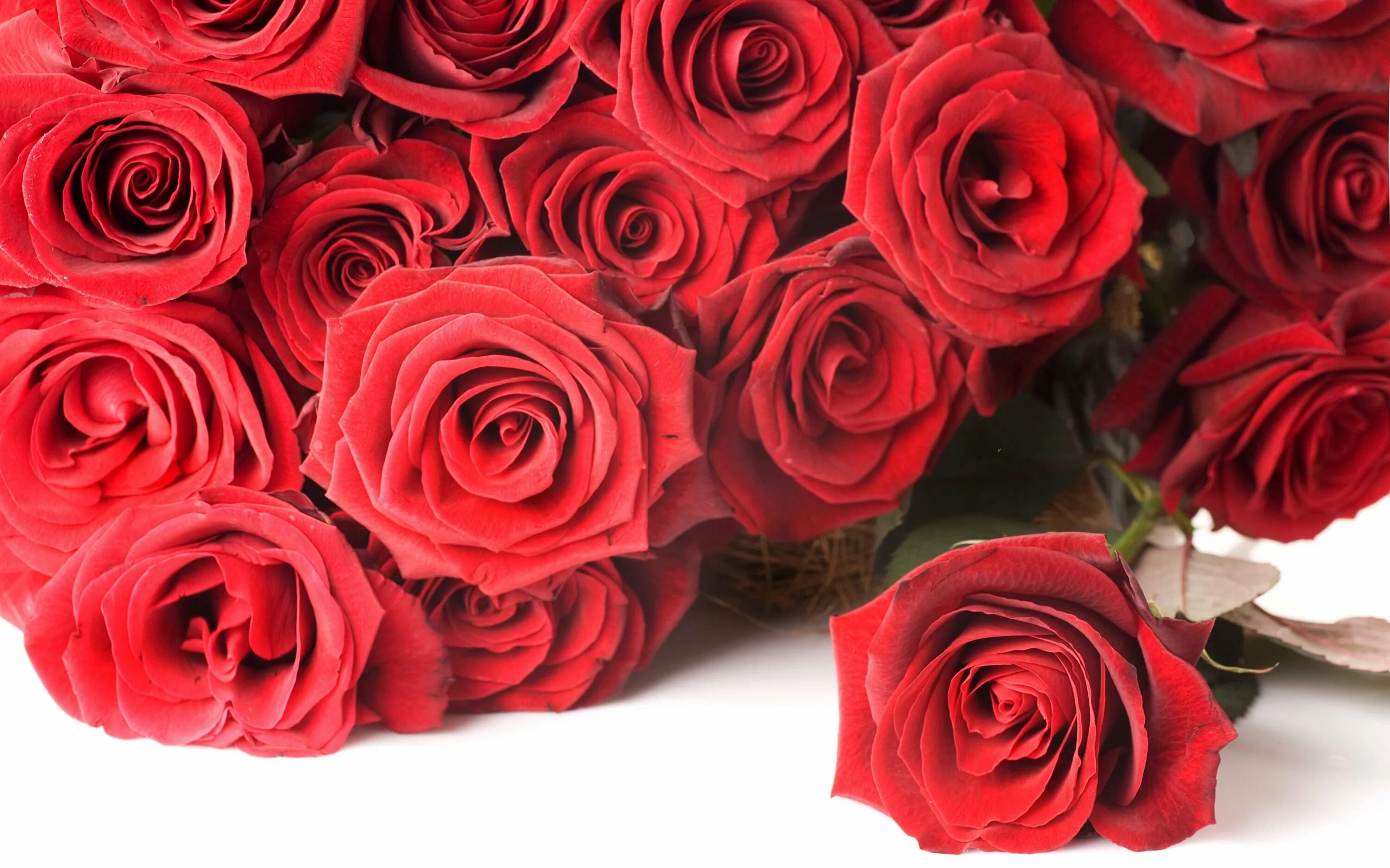 Букет роз. Красивый букет роз. Шикарные красные розы. Красивый букет красных роз.