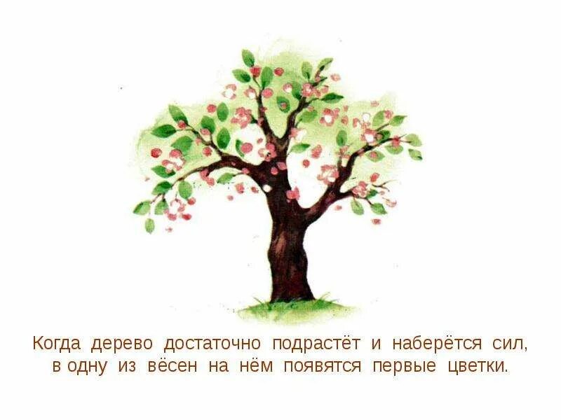 Про яблони детям. Информация о дереве яблоня. Презентация о яблоках для дошкольников. Яблоня картинки для детей дошкольного возраста. Про яблони детям.