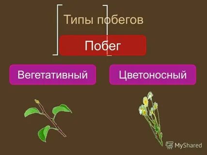 Букет побег