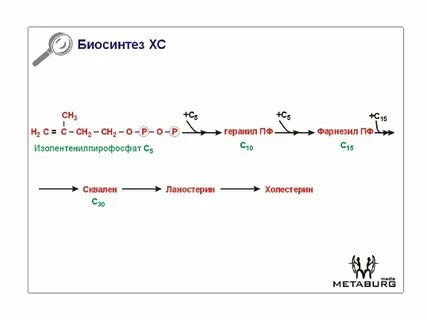 Биосинтез холестерина