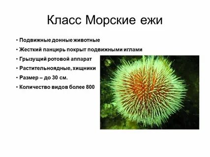 Морфологические признаки ежа