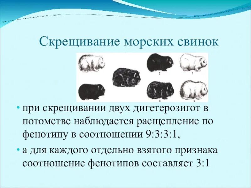 Соотношение фенотипов двух дигетерозигот. Скрещивание дигетерозигот. прискрешиапнии двух дигетерозигот. при скрещивании двух дигетерозигот. при скрещивание 2 дигетерозиготных.