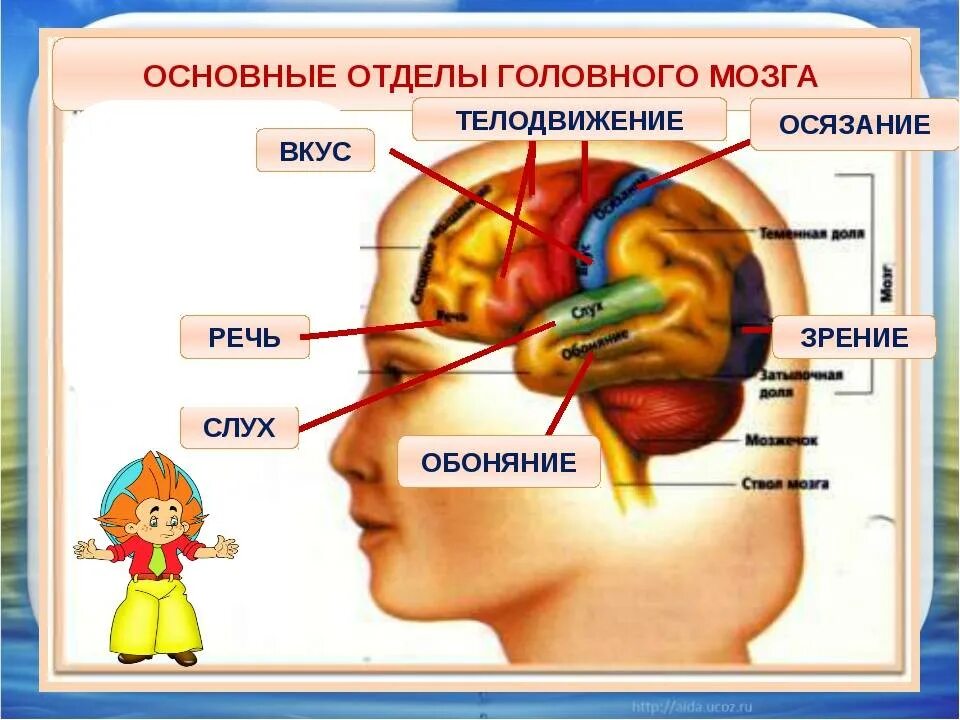 Отделы мозга обоняние. Центр обоняния в мозге. Зона обоняния в головном мозге. Мозг и органы чувств. Отдел мозга отвечающий за обоняние.