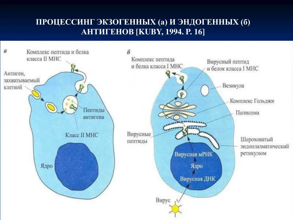 Экзогенные антигены. Процессинг антигена иммунология. Процессинг экзогенных антигенов схема. Процессинг эндогенных антигенов схема. Процессинг эндогенных и экзогенных антигенов.