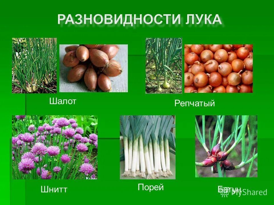 Сорта лука: виды с названиями и описаниями, отличия и выращивание с фото