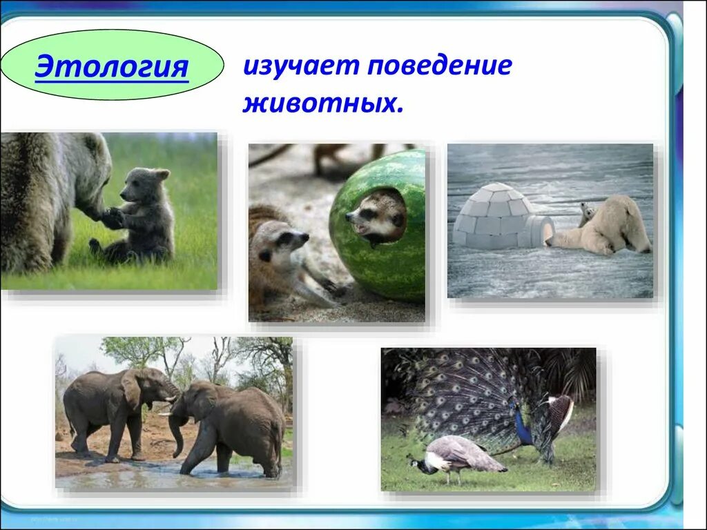 Наука изучающая млекопитающих