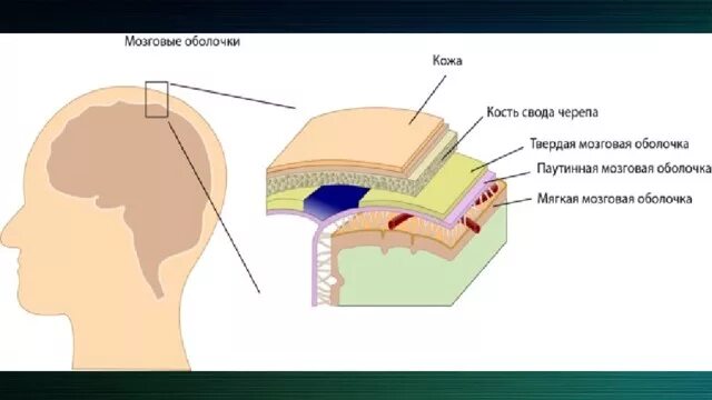 Оболочки защищающие мозг. Оболочки головного мозга твердая паутинная и мягкая. Функции твердой оболочки головного мозга. Строение твердой мозговой оболочки. Оболочки головного мозга схема.
