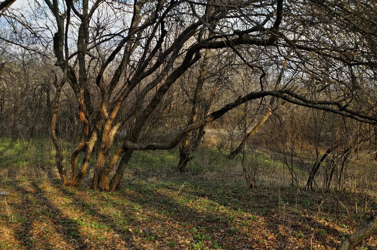 Ветка дерева. Тень дерева. Тень от дерева на доме фото. Дерево в лучах солнца. Тень дерева.