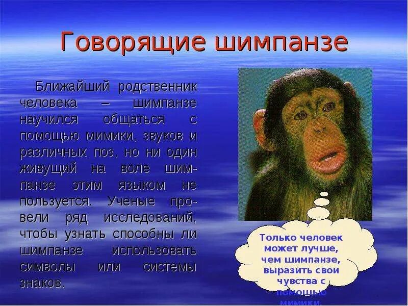 Говорящие обезьяны. Шимпанзе ближайший родственник человека. Два человека и обезьяна. Человек среди обезьян. Шимпанзе ближайший родственник человека.