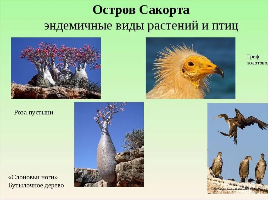 Какое животное является эндемиком