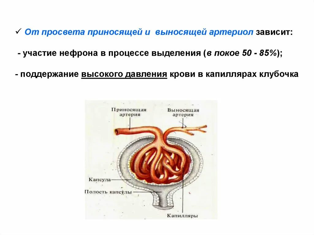 Выносящая артериола почки. Выносящая клубочковая артериола. Приносящие и ВЫНОСЯЩИЕ артериолы почки. Строение нефрона. Приносящая и выносящая артериолы нефрона.