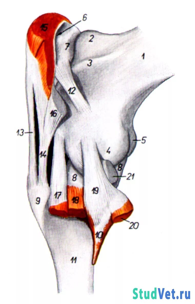 кости коровы анатомия. строение костей крс. анатомия крс скелет коровы. строение скелета крупного рогатого скота. строение скелета анатомии крс.