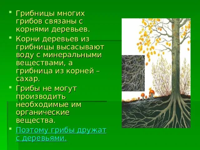 Корни грибов как называется. Грибница корни. Грибница и корни деревьев. Грибница корни грибов. Мицелий гриба и корень дерева.