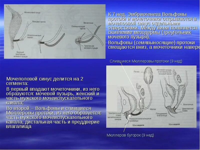 Эмбриогенез почки. Мочеиспускательный канал. Урогенитальный синус. Мышцы тазового дна у женщин анатомия. Эмбриогенез развития прямой кишки.