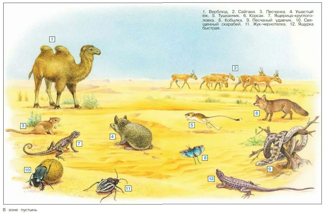 Пищевая цепочка пустыни 4 класс. Пищевая цепь пустыни схема. Пищевая цепочка пустыни 4 класс окружающий мир. Пустыня цепи питания окружающий мир. Пищевая цепь пустыни схема.